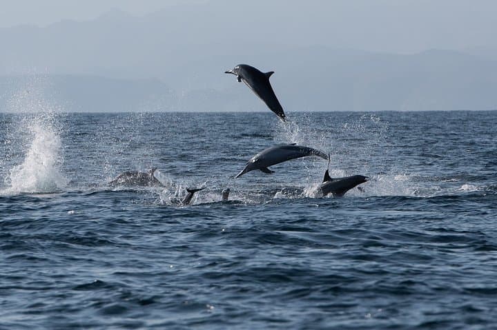 Muscat Dolphin Watching and Snorkeling: Half-Day Cruise & Reef Snorkel