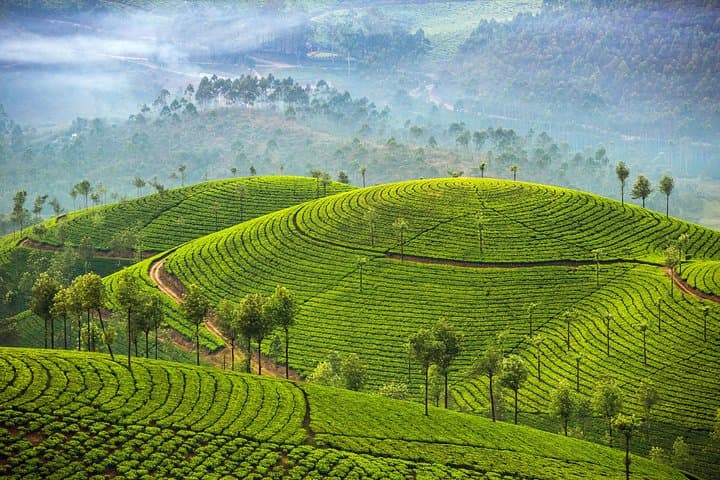 Kerala to Mumbai: 10-Day Tropical South India Journey through Backwaters, Tea Hills & Wildlife photo 4