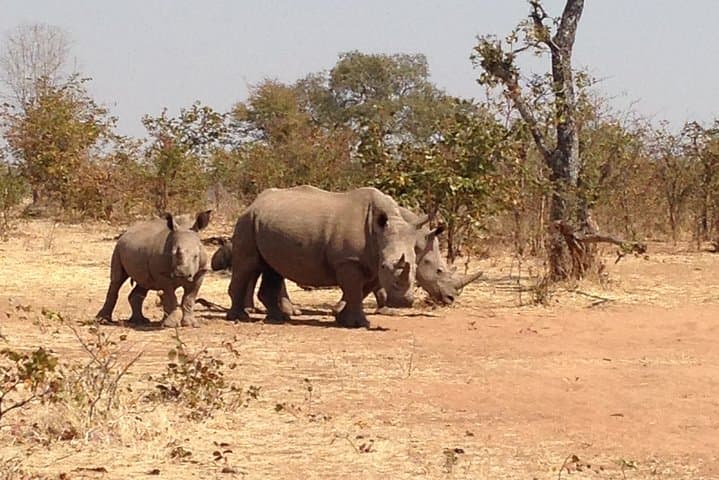 Livingstone Rhino Walk & 4x4 Game Drive at Mosi-oa-Tunya National Park