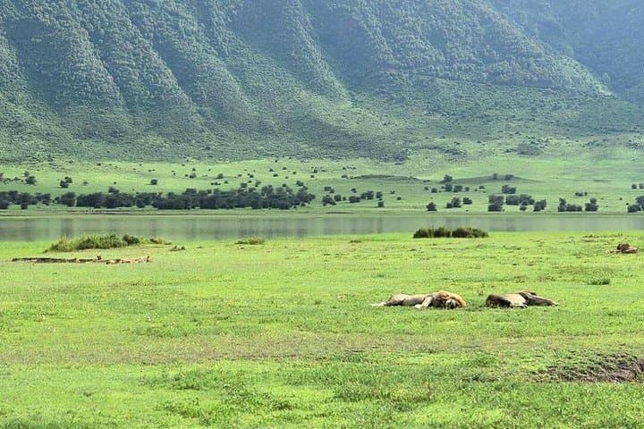 Ngorongoro Crater Day Safari: Full-Day Wildlife Drive from Arusha photo 4