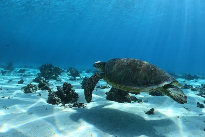 Lagoon Discovery: Moorea Glass-Bottom Boat Snorkel with Turtles & Private Motu Lunch photo 5