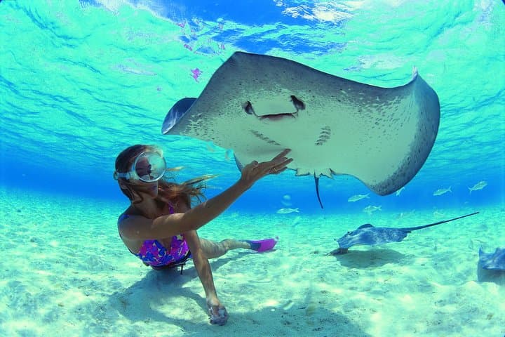 Lagoon Discovery: Moorea Glass-Bottom Boat Snorkel with Turtles & Private Motu Lunch