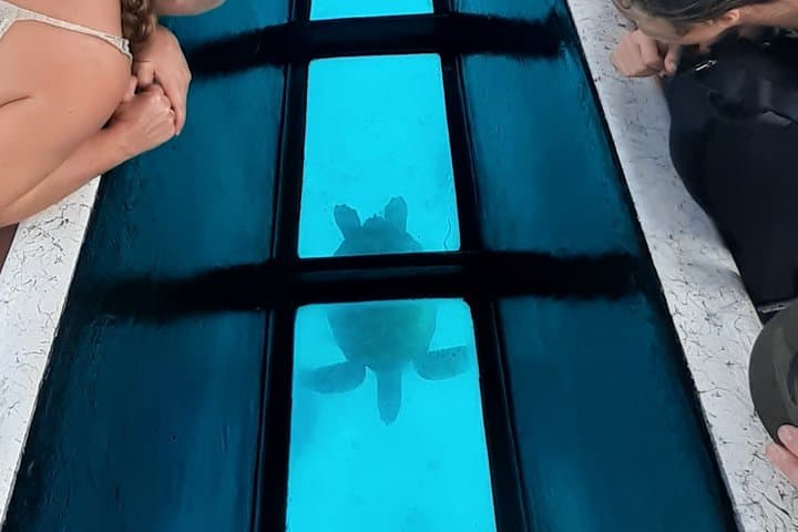Lagoon Discovery: Moorea Glass-Bottom Boat Snorkel with Turtles & Private Motu Lunch photo 6