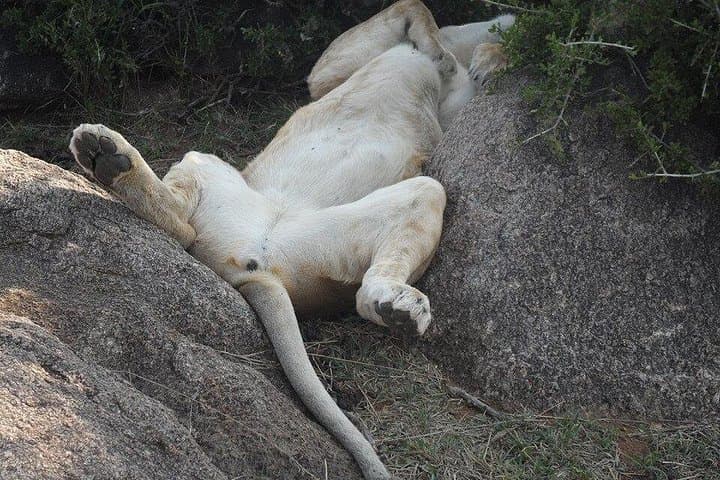 Explore Nairobi National Park: Private Safari Tour in Open-Roof Van photo 4