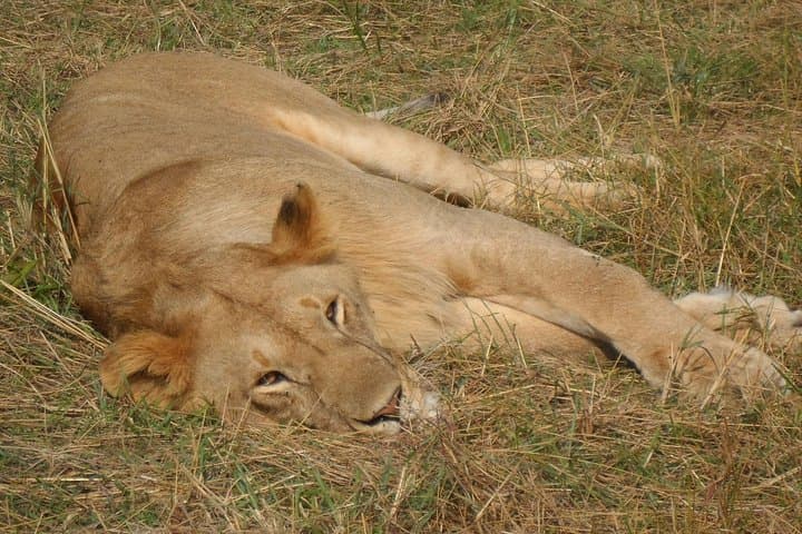 Explore Nairobi National Park: Private Safari Tour in Open-Roof Van photo 6