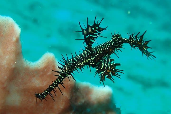Boracay Fun Diving: Crocodile Island, Wrecks & Drift Dives for Certified Divers photo 4