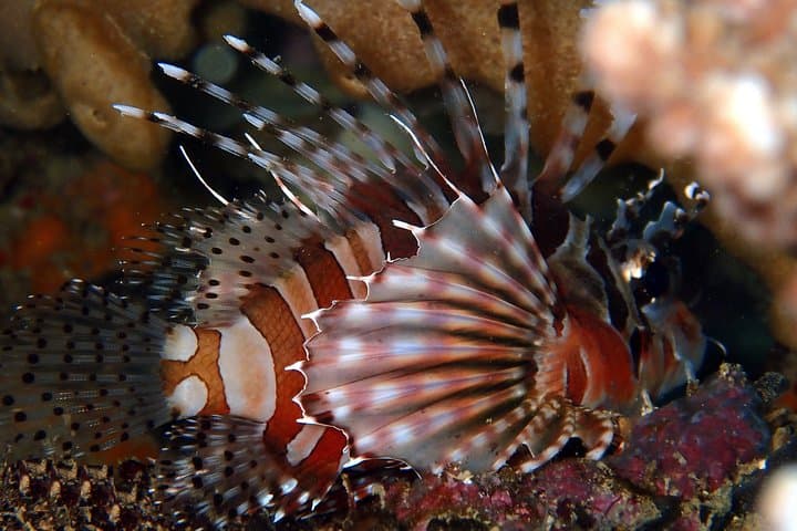 Boracay Fun Diving: Crocodile Island, Wrecks & Drift Dives for Certified Divers photo 3