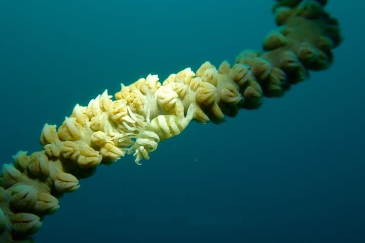 Boracay Fun Diving: Crocodile Island, Wrecks & Drift Dives for Certified Divers photo 5