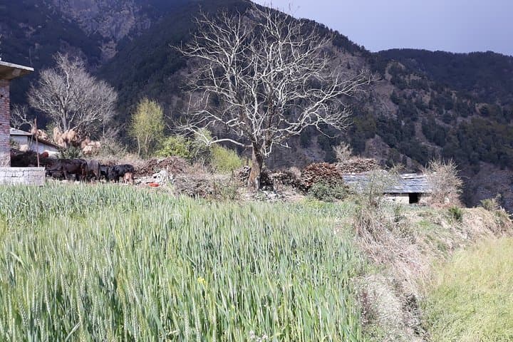 4-Day Yoga Trek to Kareri Lake from McLeod Ganj photo 6