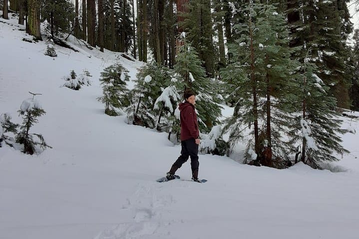 Private Snowshoe Adventure to Bear Hill — Sequoia National Park Winter Walk photo 4