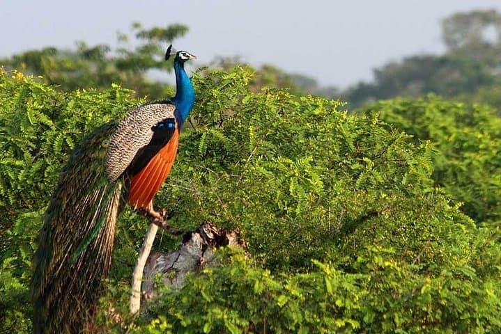 10-Day Sri Lanka Wildlife Safari — Elephants, Leopards & Rainforest photo 2