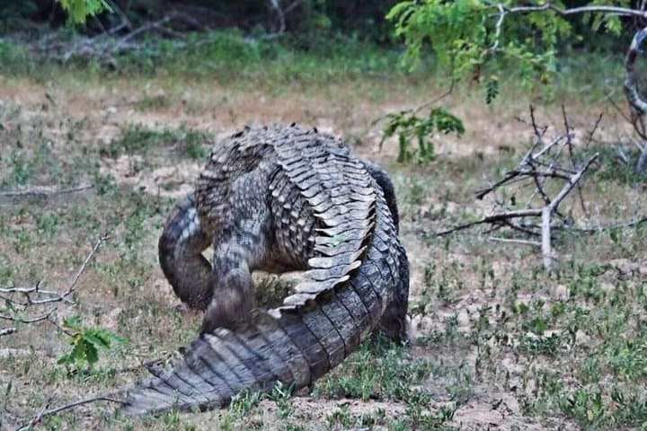 10-Day Sri Lanka Wildlife Safari — Elephants, Leopards & Rainforest photo 6