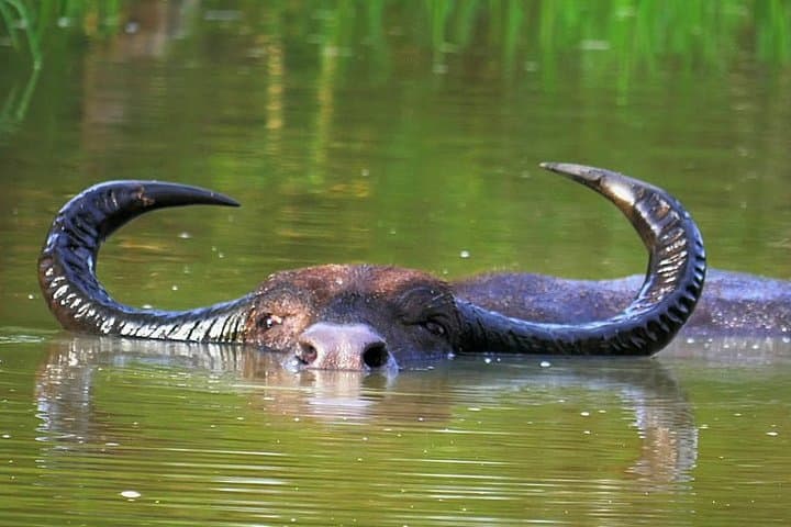 10-Day Sri Lanka Wildlife Safari — Elephants, Leopards & Rainforest photo 4