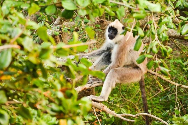 10-Day Sri Lanka Wildlife Safari — Elephants, Leopards & Rainforest photo 5