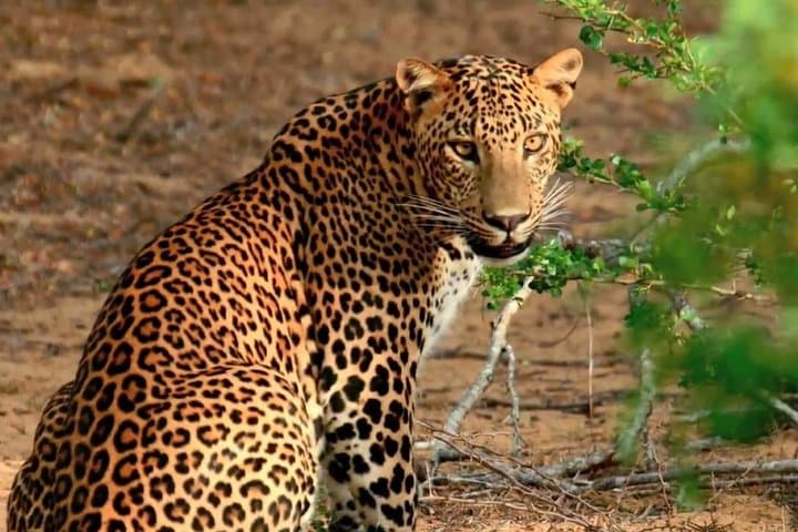 10-Day Sri Lanka Wildlife Safari — Elephants, Leopards & Rainforest