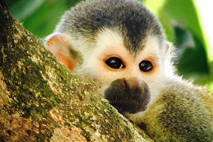 Manuel Antonio National Park: Full Wildlife Guided Walk from Quepos photo 2