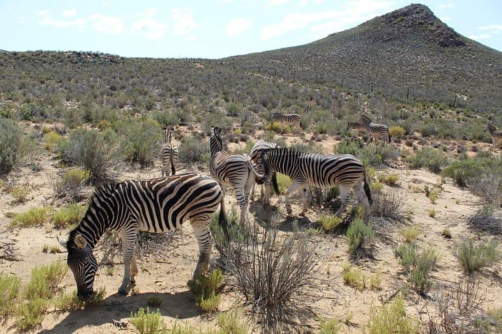Aquila Game Reserve Big 5 Safari from Cape Town — Full-Day Game Drive