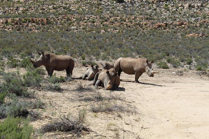 Aquila Game Reserve Big 5 Safari from Cape Town — Full-Day Game Drive photo 4