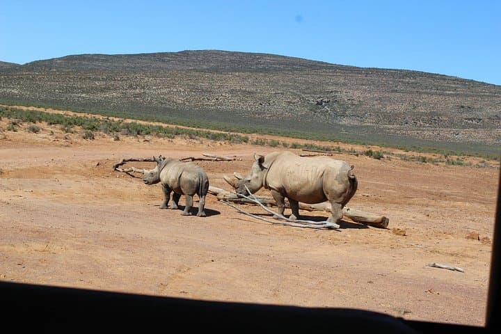 Aquila Game Reserve Big 5 Safari from Cape Town — Full-Day Game Drive photo 5