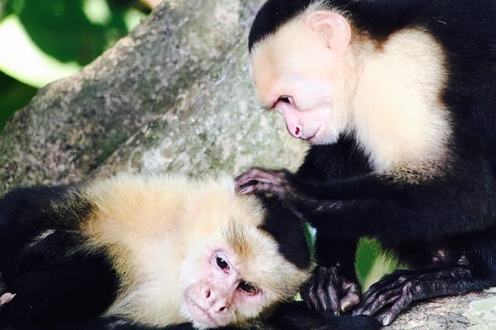 Manuel Antonio National Park: Full Wildlife Guided Walk from Quepos photo 3