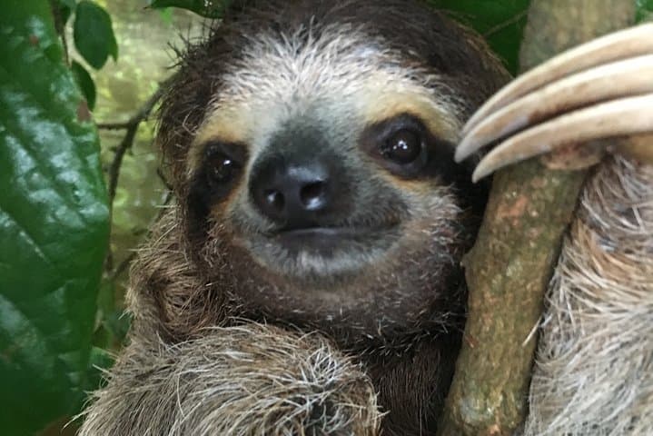 Manuel Antonio National Park: Full Wildlife Guided Walk from Quepos photo 4