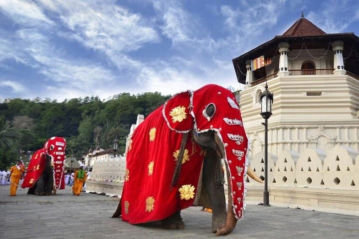 Sri Lanka Most Popular: 12-Day Cultural, Hill-Country & Wildlife Adventure photo 5