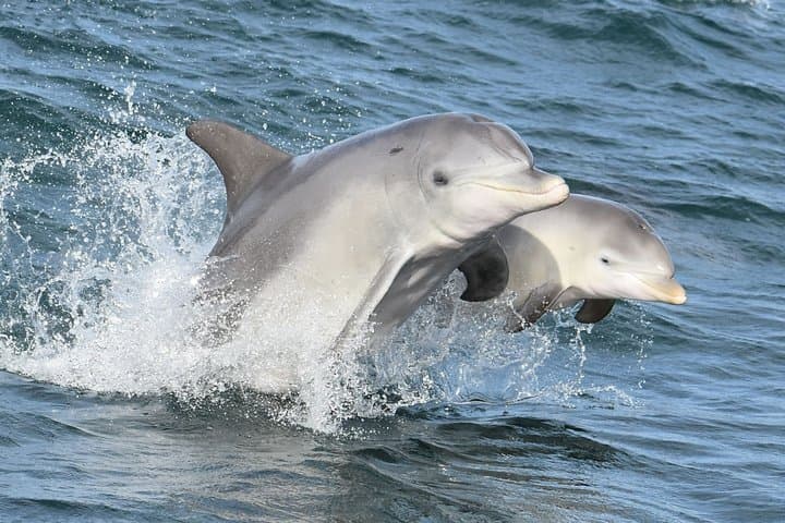 Murray River Lunch Cruise: Mandurah Scenic Buffet and Dolphin-Spotting Tour photo 5