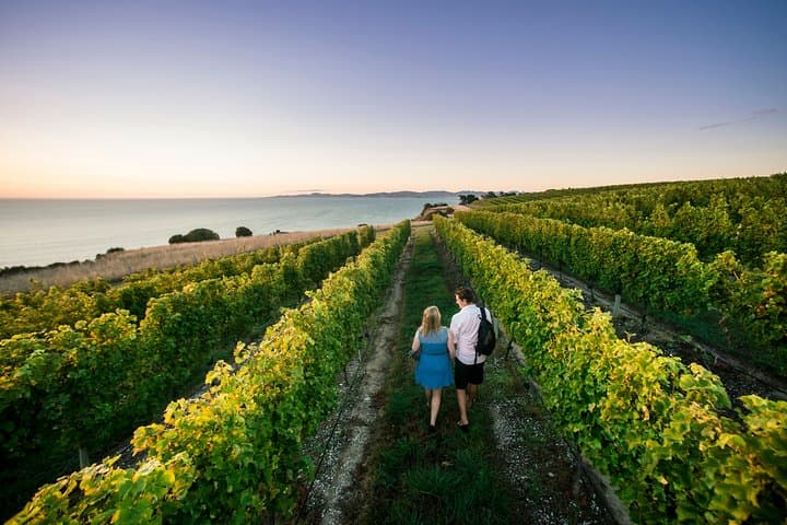 Private Marlborough Winery Tour — Custom Wine Tasting Through Marlborough's Vineyards