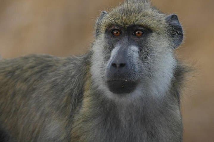 3-Day Mikumi Safari & Udzungwa Mountains Trek: Train, Big Game and Sanje Falls
