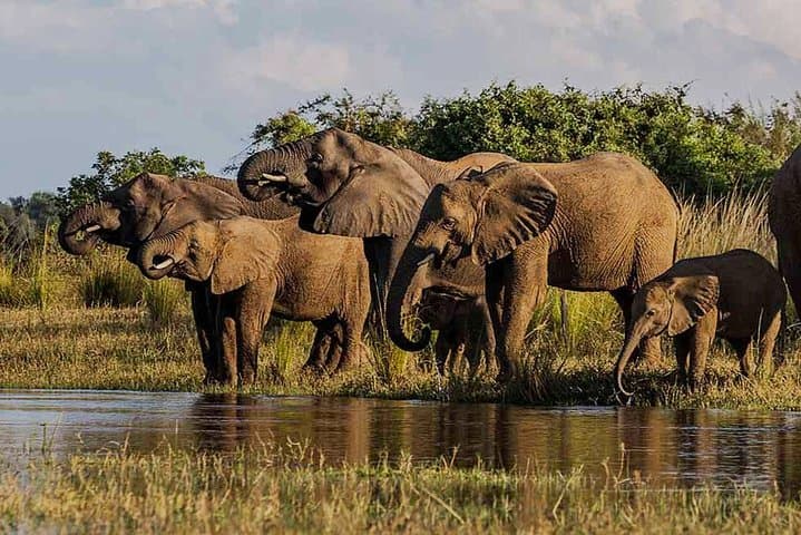 Zambezi National Park Game Drive — Big Five Safari from Victoria Falls photo 4