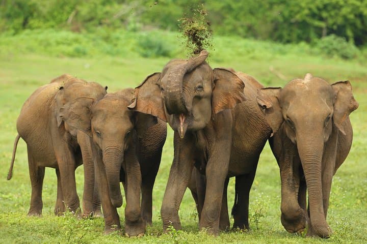 Udawalawe Safari: Full-Day Elephant Safari from Hambantota photo 3