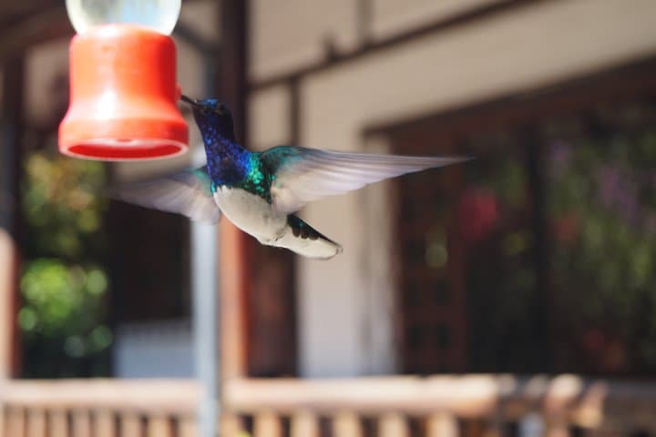 Mindo Cloud Forest Private Day Trip: Hummingbirds, Butterflies & Chocolate from Quito