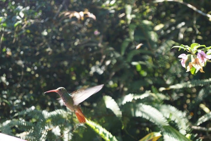Mindo Cloud Forest Private Day Trip: Hummingbirds, Butterflies & Chocolate from Quito photo 2