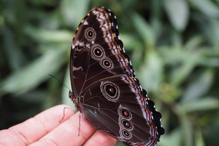 Mindo Cloud Forest Private Day Trip: Hummingbirds, Butterflies & Chocolate from Quito photo 4