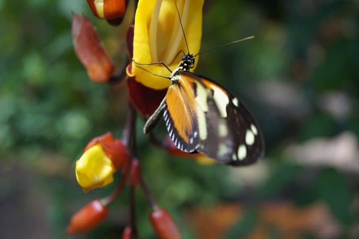 Mindo Cloud Forest Private Day Trip: Hummingbirds, Butterflies & Chocolate from Quito photo 5
