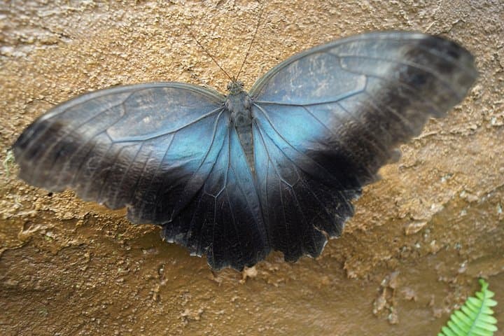 Mindo Cloud Forest Private Day Trip: Hummingbirds, Butterflies & Chocolate from Quito photo 6
