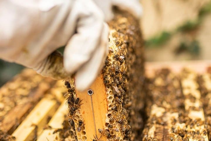 Inside West London’s Active Beehives: Hands-On Apiary Experience & Honey Tasting photo 2