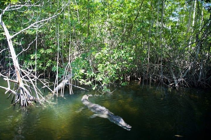 Black River Safari, YS Falls & Pelican Bar: Private South Coast Day Trip from Montego Bay photo 4