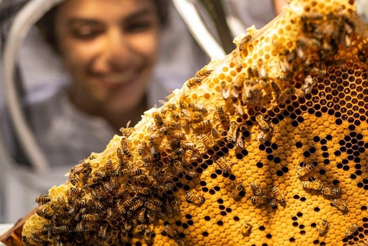 Inside West London’s Active Beehives: Hands-On Apiary Experience & Honey Tasting photo 3