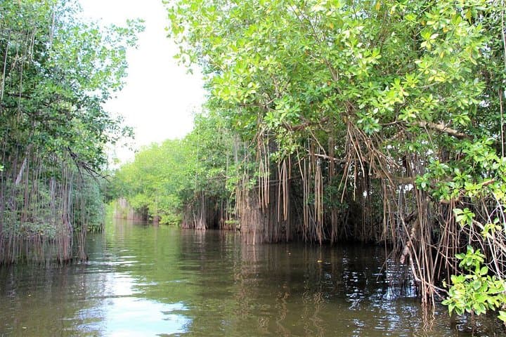 Black River Safari, YS Falls & Pelican Bar: Private South Coast Day Trip from Montego Bay photo 5