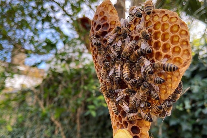 Inside West London’s Active Beehives: Hands-On Apiary Experience & Honey Tasting photo 5