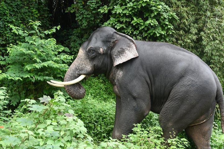 South India Immersive Journey: Kerala Backwaters, Hill Stations & Ancient Hampi photo 4