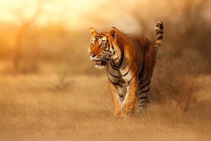 On The Tiger Trail: 16-Night Madhya Pradesh Tiger Safari