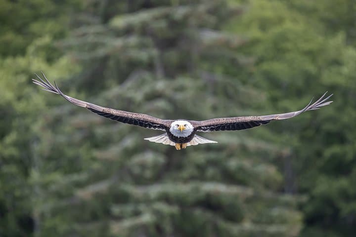 Ketchikan Whale Watching and Nature Tour — Revillagigedo Island Wildlife Cruise photo 3