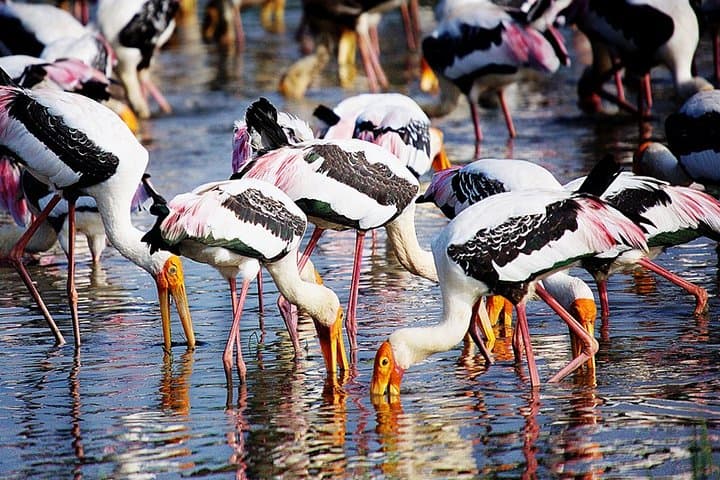 Nature Sri Lanka: 11-Day Wildlife & Rainforest Adventure photo 2