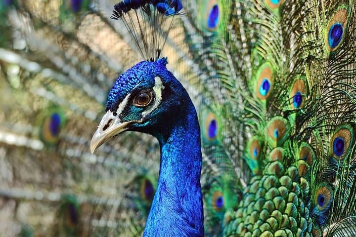 Nature Sri Lanka: 11-Day Wildlife & Rainforest Adventure