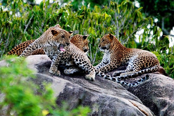 Nature Sri Lanka: 11-Day Wildlife & Rainforest Adventure photo 6