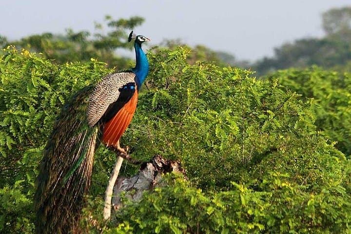 Sri Lanka in 8 Days: Sigiriya, Tea Country, Safari & Mirissa Whale Watching photo 1