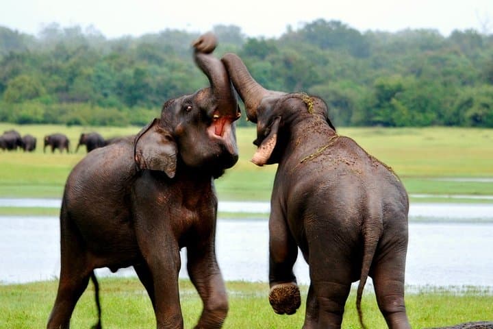 Nature Sri Lanka: 11-Day Wildlife & Rainforest Adventure photo 5