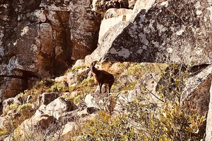 Hike Table Mountain via Kloof Corner Ridge — exposed ridge scramble with chains photo 4